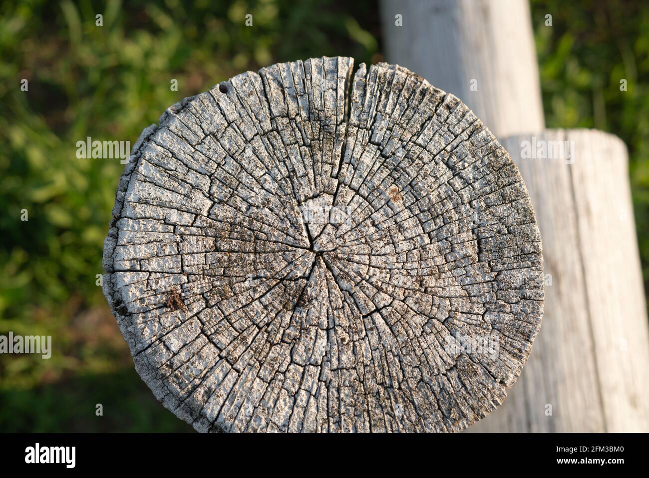 Cross section of a tree. The end of the wooden fence post is gray Stock ...