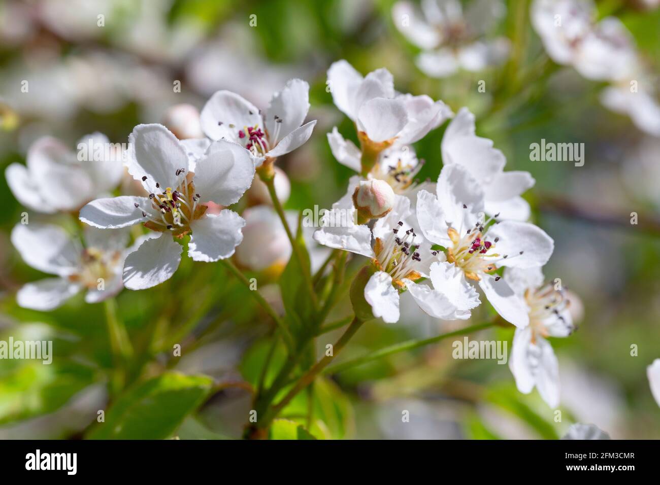 Pyrus cordata flowers Stock Photo