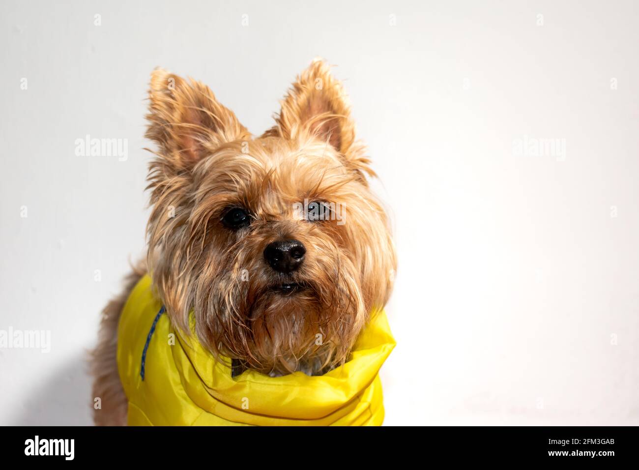 Dog in a yellow jacket to protect himself from the cold Stock Photo Alamy