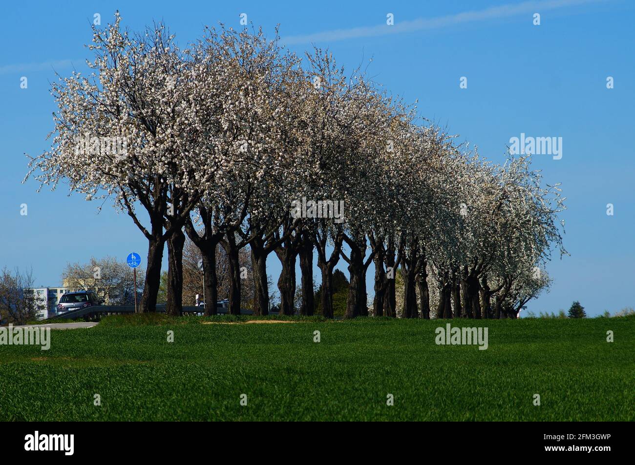 A row of flowering cherry trees along a country road. Stock Photo