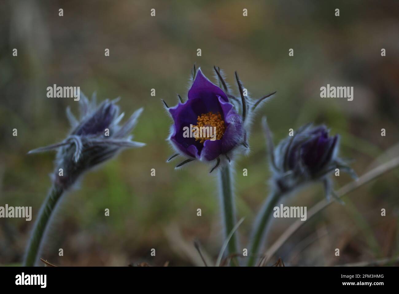 Pulsatilla patens, eastern pasqueflower, spreading anemone. Purple fluffy first spring flowers in a forest clearing on an orange day. Stock Photo