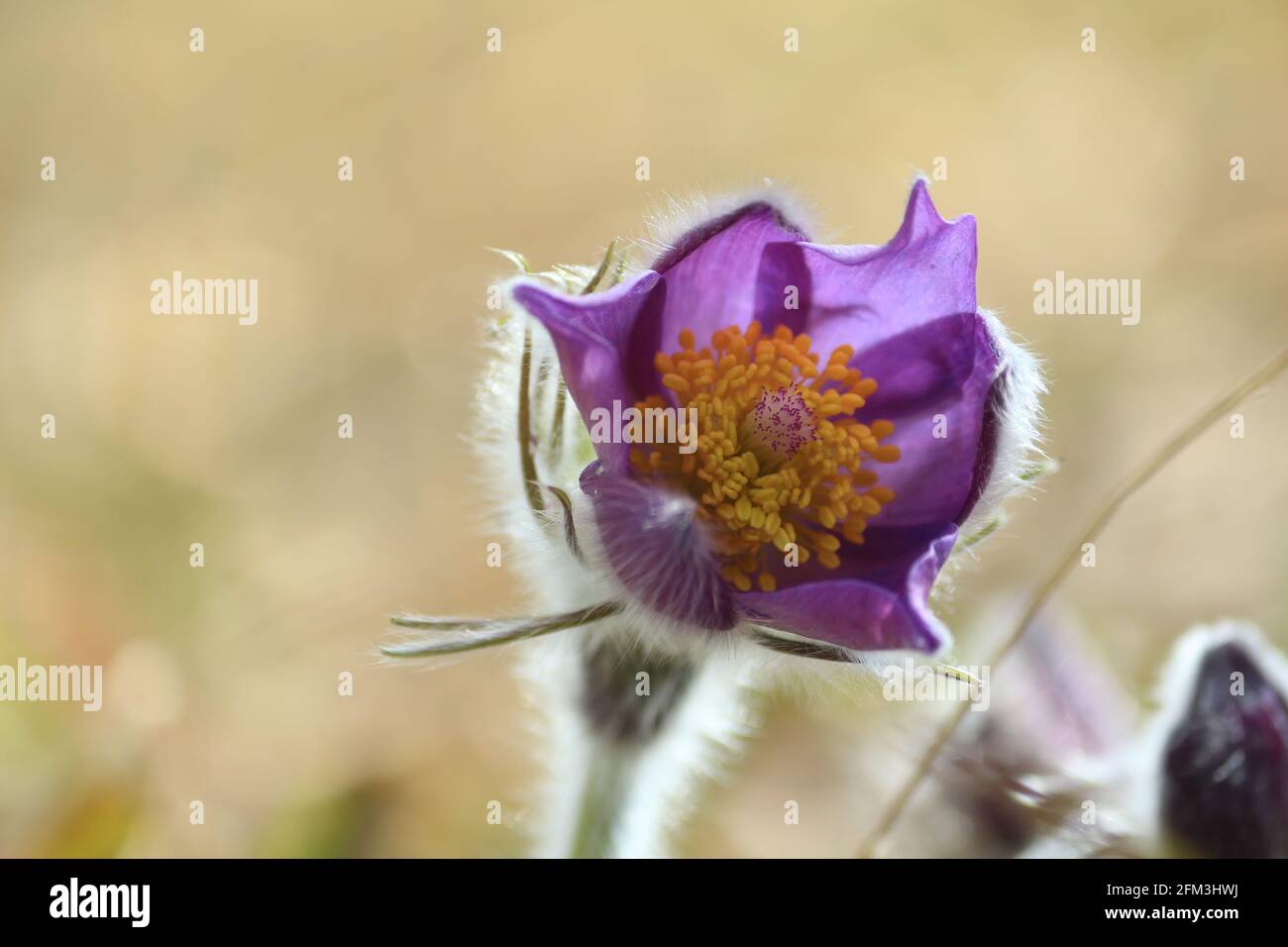 Pulsatilla patens, eastern pasqueflower, spreading anemone. Lilac purple blossoming forest wild flower with yellow orange center outdoors close-up Stock Photo