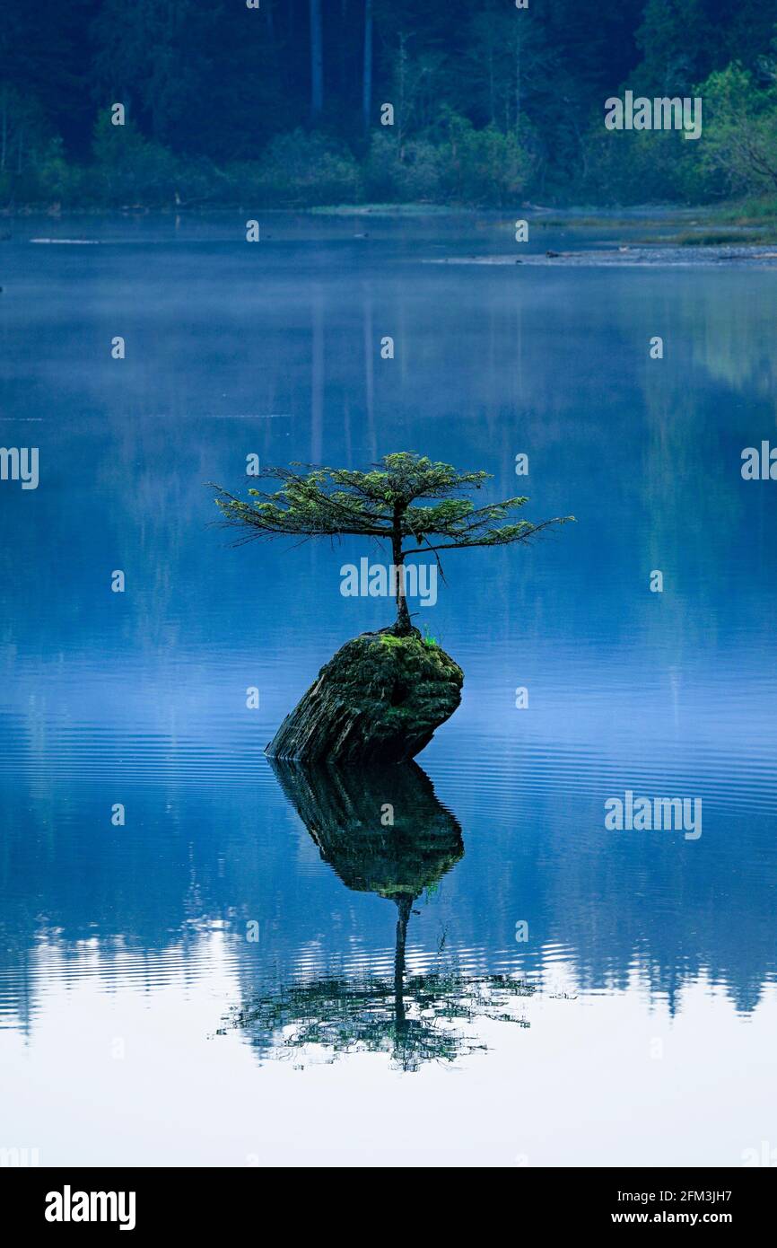 Natural bonsai tree, Fairy Lake, British Columbia, Canada Stock Photo