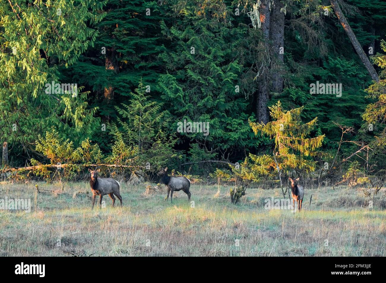 Roosevelt Elk, near Port Renfrew, Vancouver Island, British Columbia, Canada Stock Photo