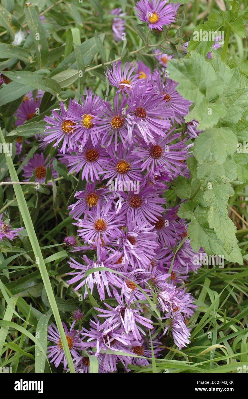 close-up cluster of new england asters Stock Photo