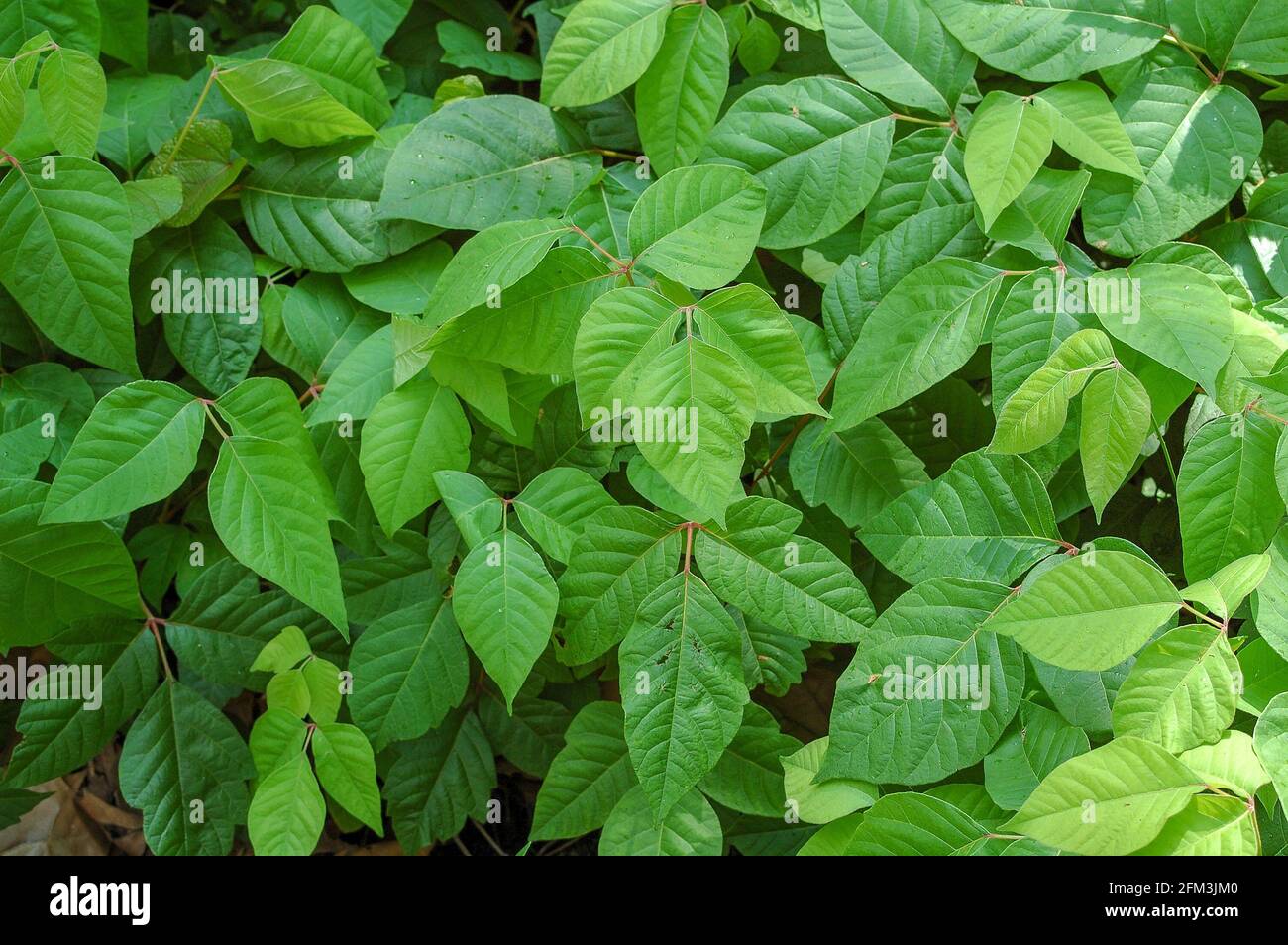 poison Ivy colony Stock Photo