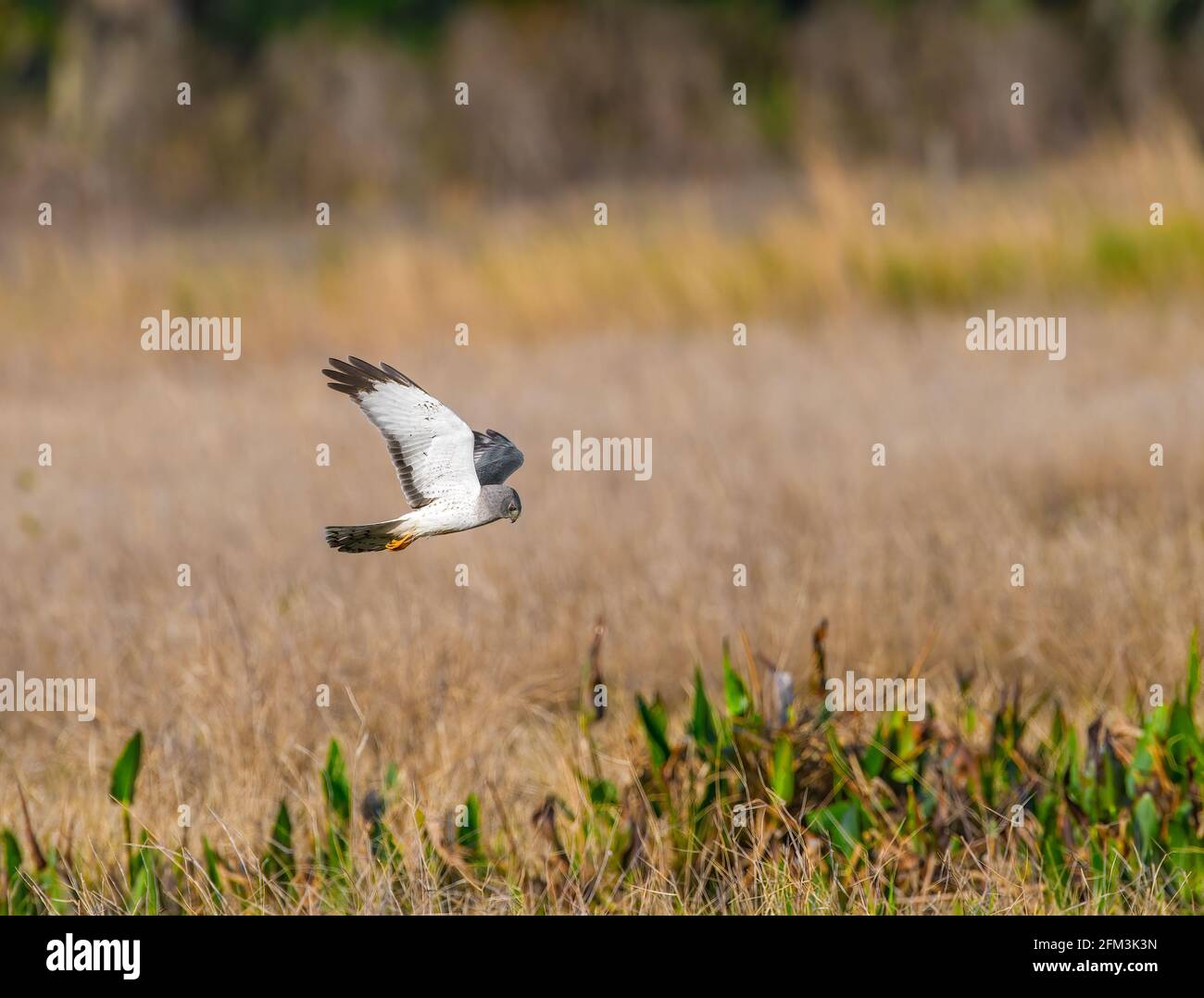 Harrier low flying hi-res stock photography and images - Alamy