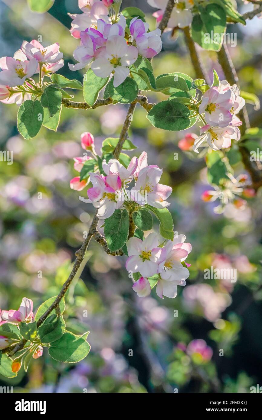 Apple blossom, Summerland, British Columbia, Canada Stock Photo