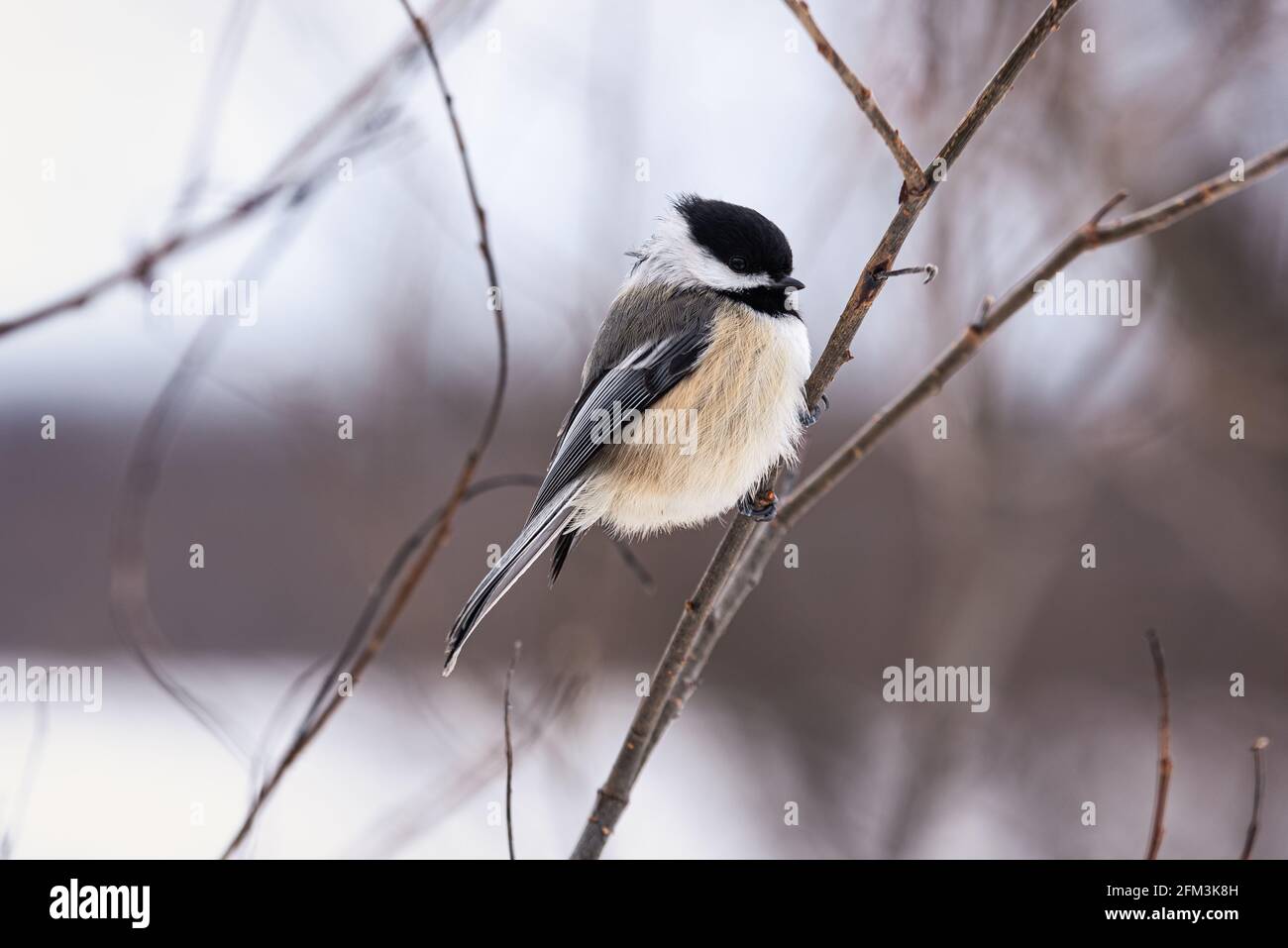 Black-capped Chickadee (Mésange à tête noire - Poecile atricapillus)  in Quebec winter Stock Photo