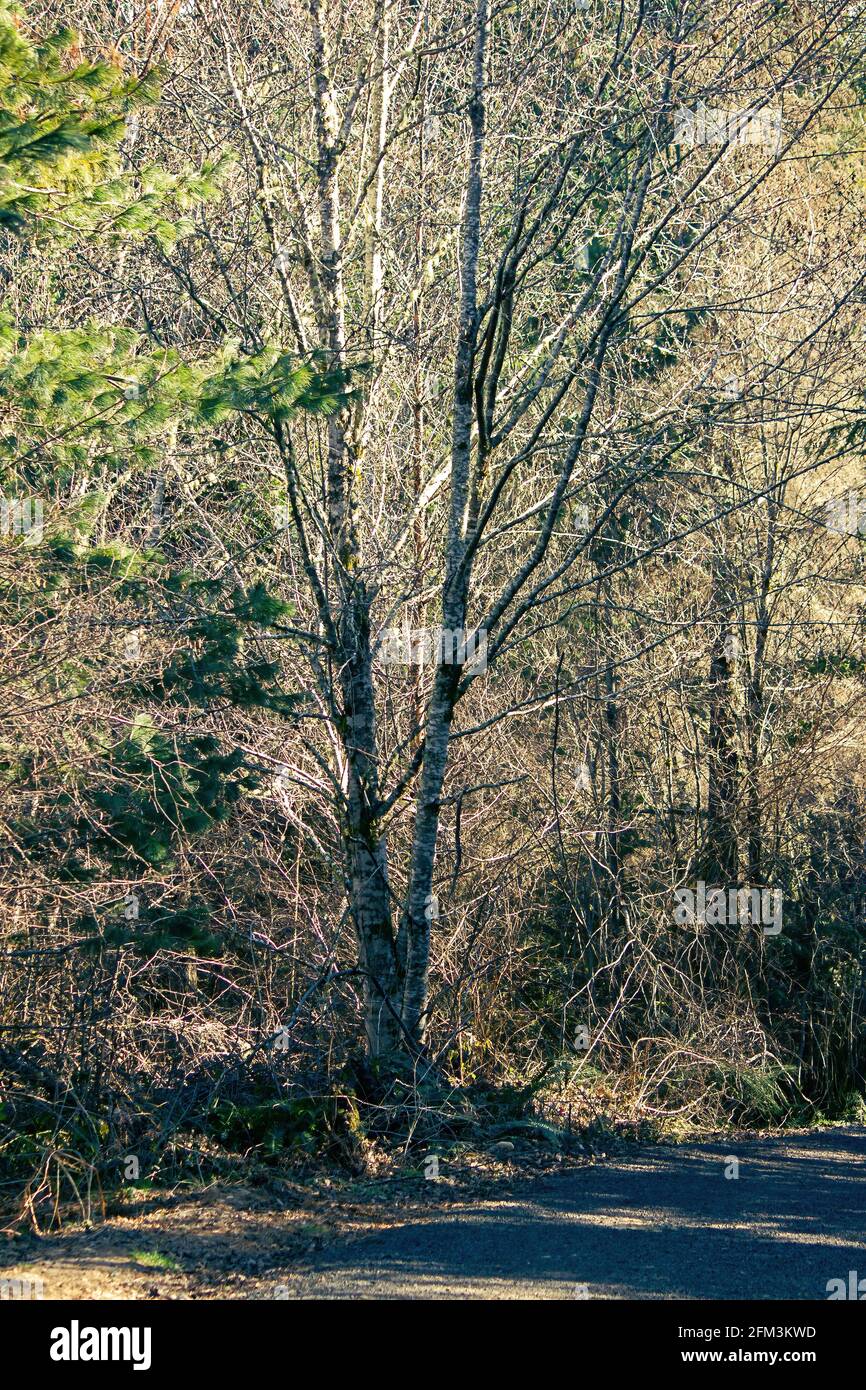 a shadowed tree against a golden sunlit forest casting dappled light ...