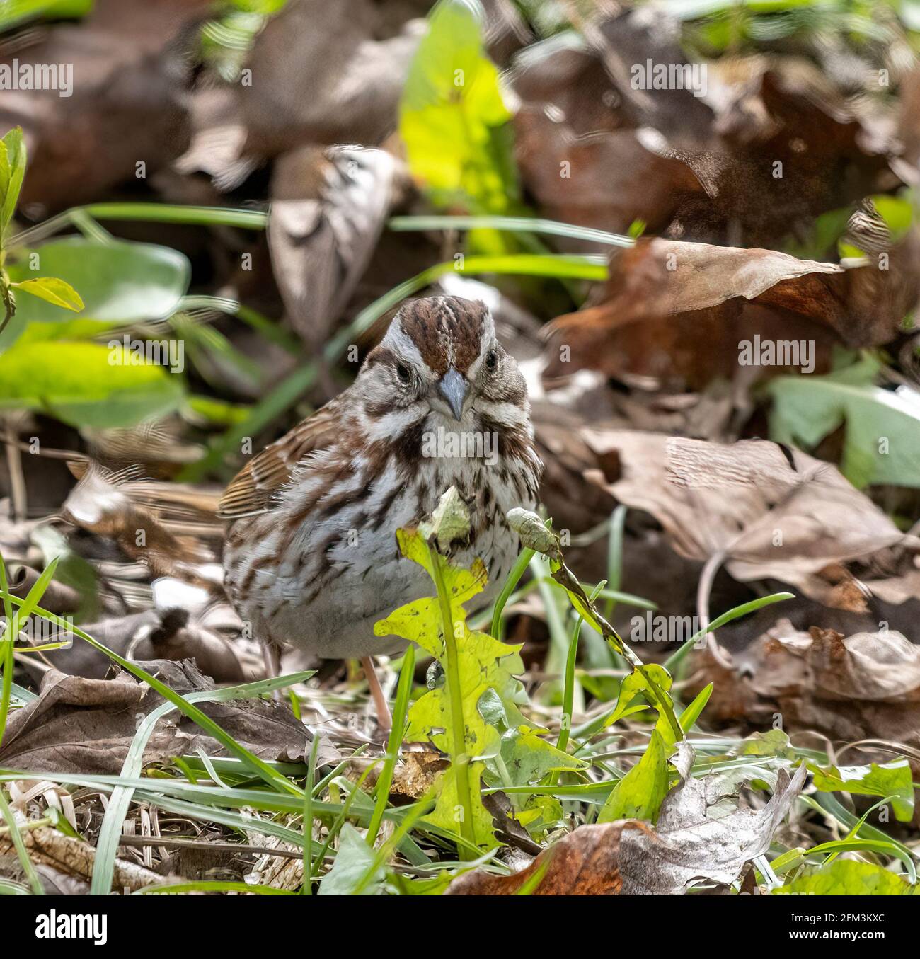 Song Sparrow ( Melospiza melodia ) Standing On Ground Looking Straight At Camera Stock Photo