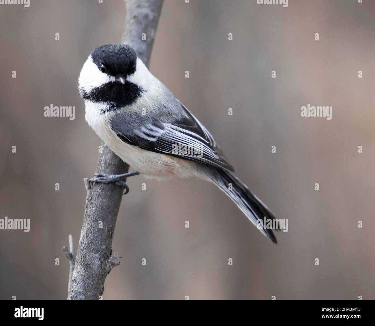 Black-capped chickadee (Poecile atricapillus) perched on tree Stock Photo
