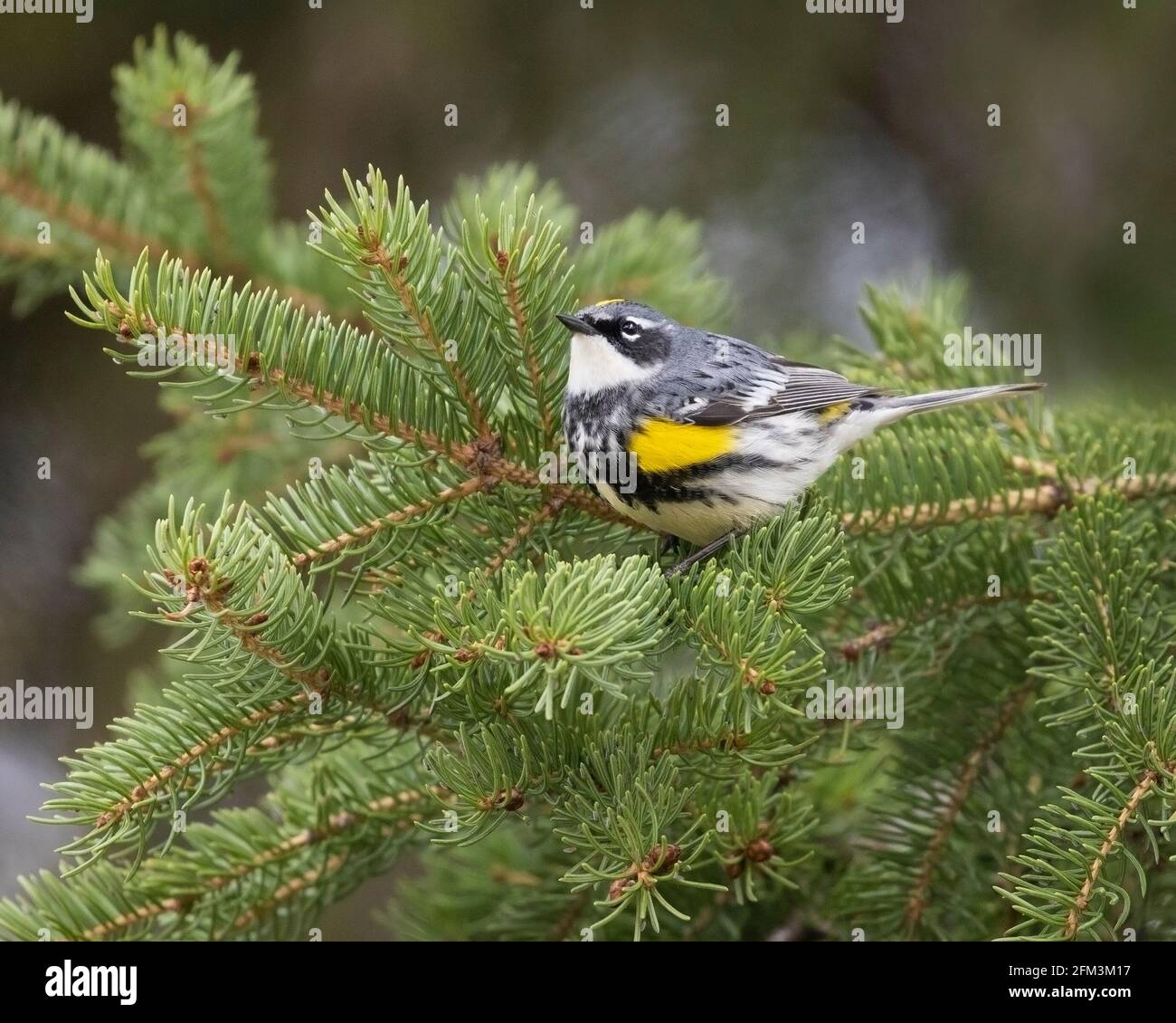Yellow Rumped Warbler (Myrtle) male perching on spruce tree branch while foraging for insects in Inglewood Bird Sanctuary, Canada. Setophaga coronata Stock Photo
