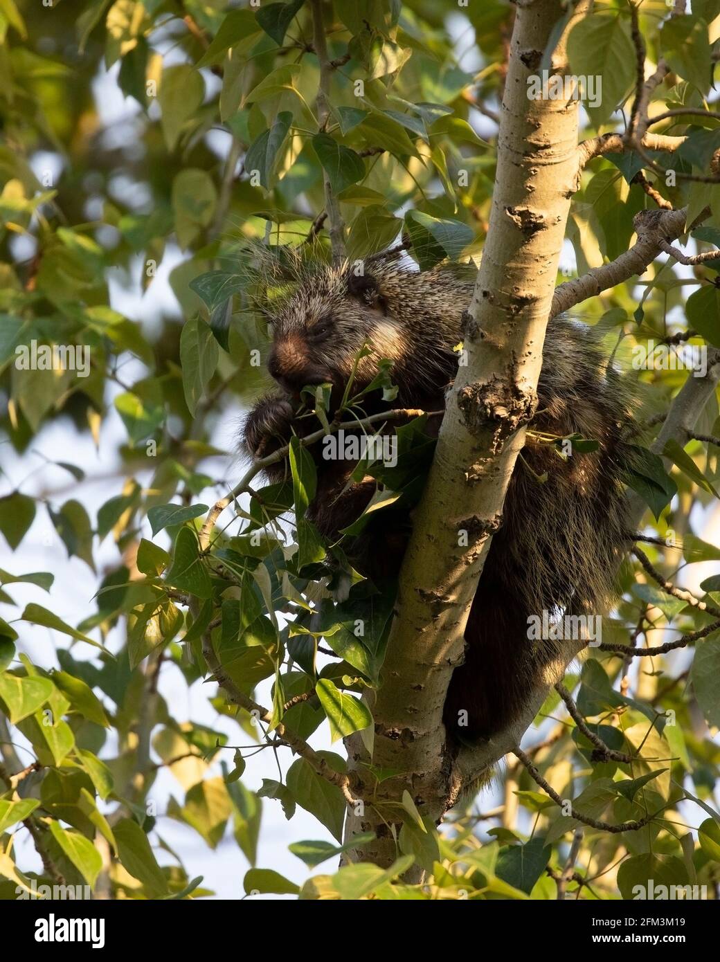 Porcupine (Erethizon dorsatum) browsing on green leaves high up  in Balsam Poplar tree (Populus balsamifera) Stock Photo