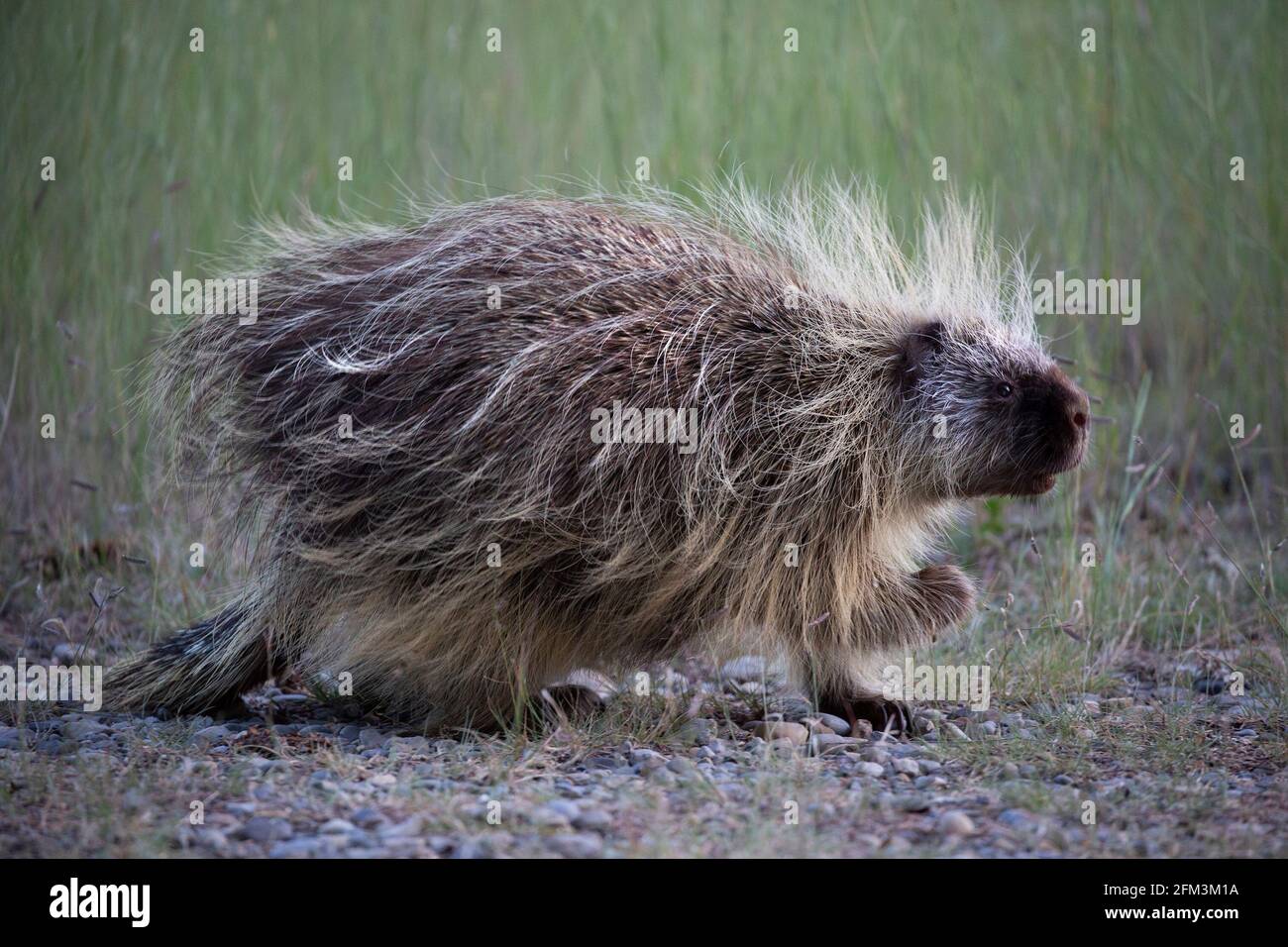 Porcupine (Erethizon dorsatum) walking through prairie grassland Stock Photo
