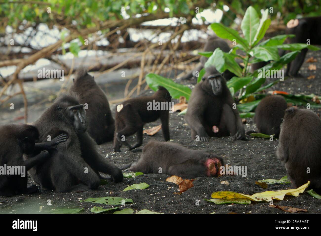 Crested macaques in social activity, on the beach of Tangkoko forest, North Sulawesi, Indonesia. In 'connectedness' personality factor, a crested macaque male is identified by its 'diverse neighbor and grooming network, spatial position in the core of the group,' according to a team of scientists led by Christof Neumann in a scientific paper published in August 2013. Stock Photo