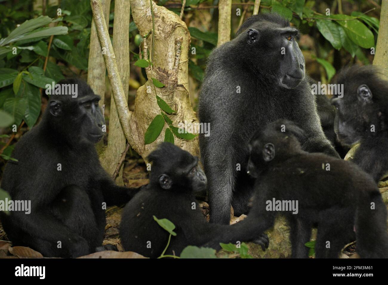 Crested macaque social activity. Adults with offsprings. In 'sociability' personality factor, a crested macaque male is identified by its 'high rate of grooming, high number of female neighbors, and diverse grooming network,' according to a team of scientists led by Christof Neumann in a scientific paper published in August 2013. Stock Photo