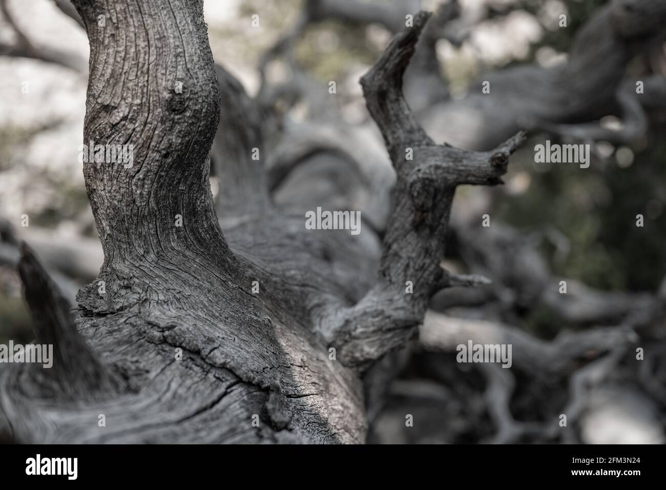 Looking Down the Trunk of A Dried Out Gray Tree in Great Basin National Park Stock Photo
