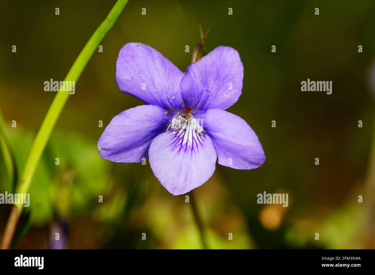 Macro shot of a wood violet Stock Photo