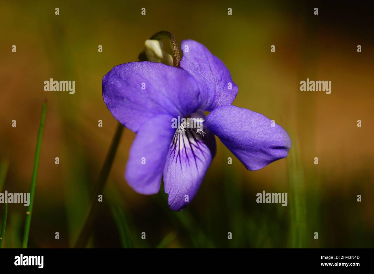 Macro shot of a wood violet Stock Photo