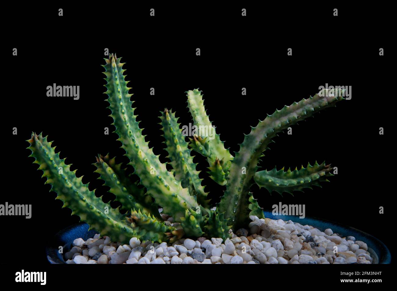close up huernia plant in planting pot against dark background Stock Photo
