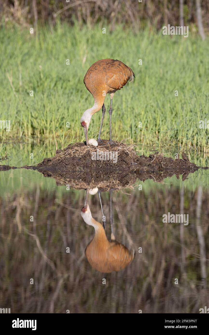 Sandhill Crane (Grus canadensis) turning the egg on the nest Stock Photo