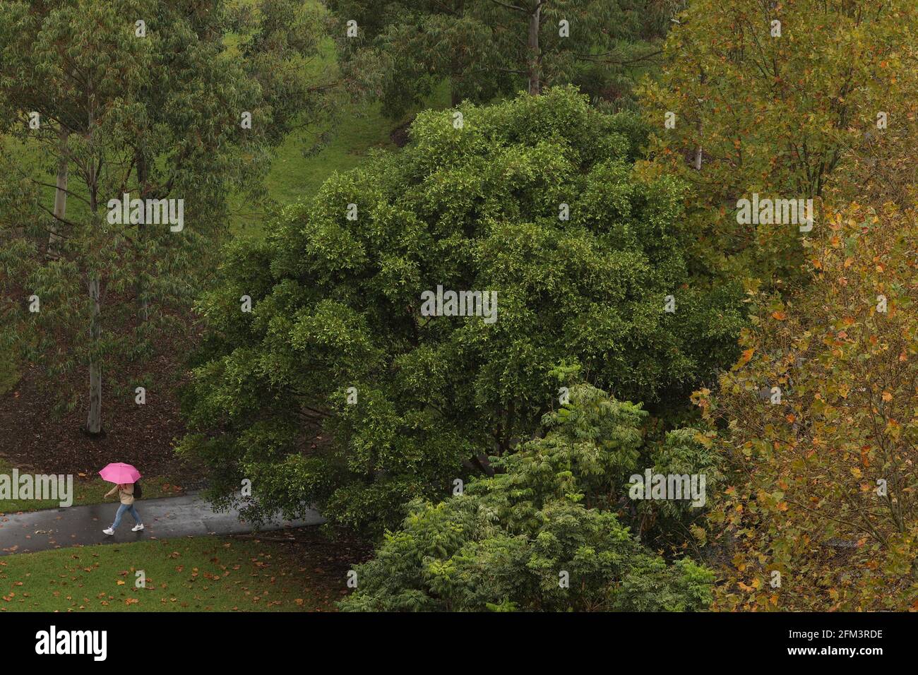 A person holding an umbrella walks through a park near the city centre as Australia's east coast experiences heavy rains, in Sydney, Australia, May 6, 2021. REUTERS/Loren Elliott Stock Photo