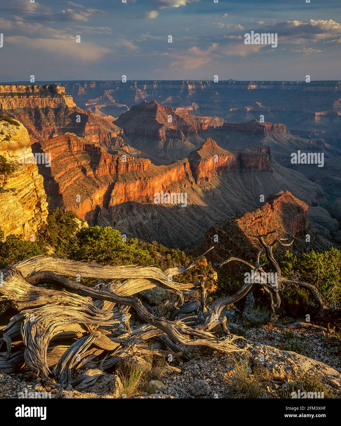 Juniper Snag, Matthes Point, North Rim, Grand Canyon National Park, Arizona Stock Photo