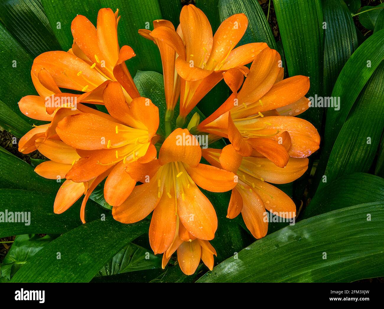 Clivia Flower, Amaryllidaceae, Kaffir Lily, Cypress Garden, Mill Valley, California Stock Photo
