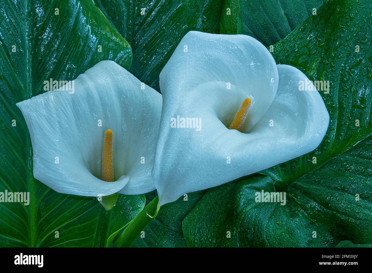 Calla Lily, Giant White, Zantedeschia Aethiopica, Cypress Garden, Mill Valley, California Stock Photo