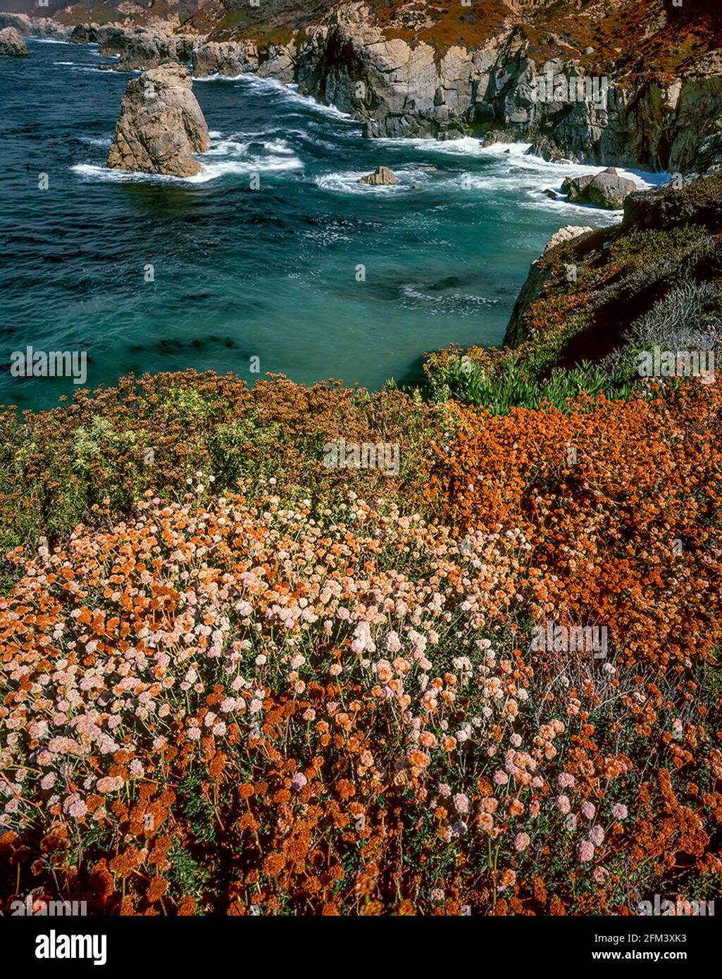 Buckwheat, Garrapata State Park, Big Sur, Monterey County, California Stock Photo