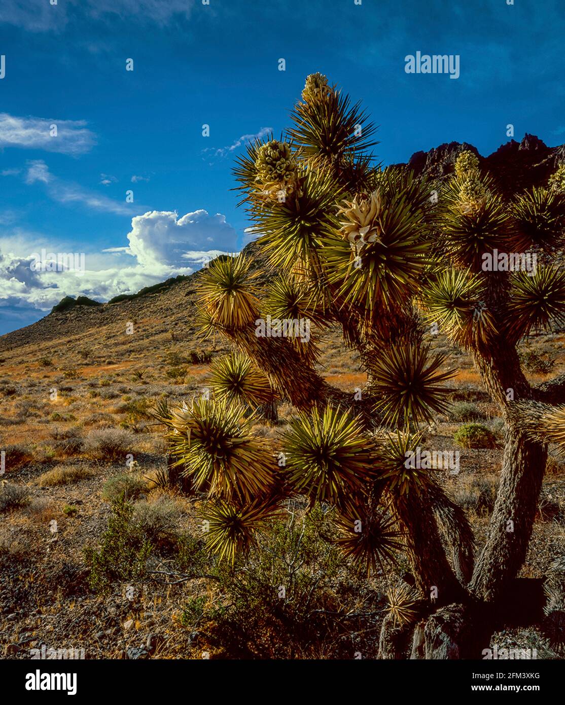 Joshua Tree Bloom, Sheep Range, Desert National Wildlife Refuge, Nevada Stock Photo