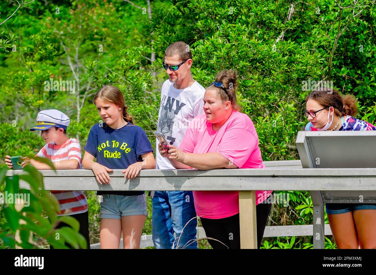 A family watches alligators from an observation deck in the Davis Bayou Area of Gulf Islands National Seashore in Ocean Springs, Mississippi. Stock Photo