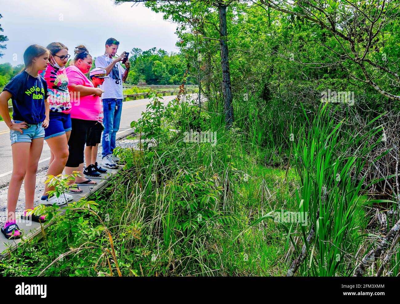 A family watches alligators from an observation deck in the Davis Bayou Area of Gulf Islands National Seashore in Ocean Springs, Mississippi. Stock Photo