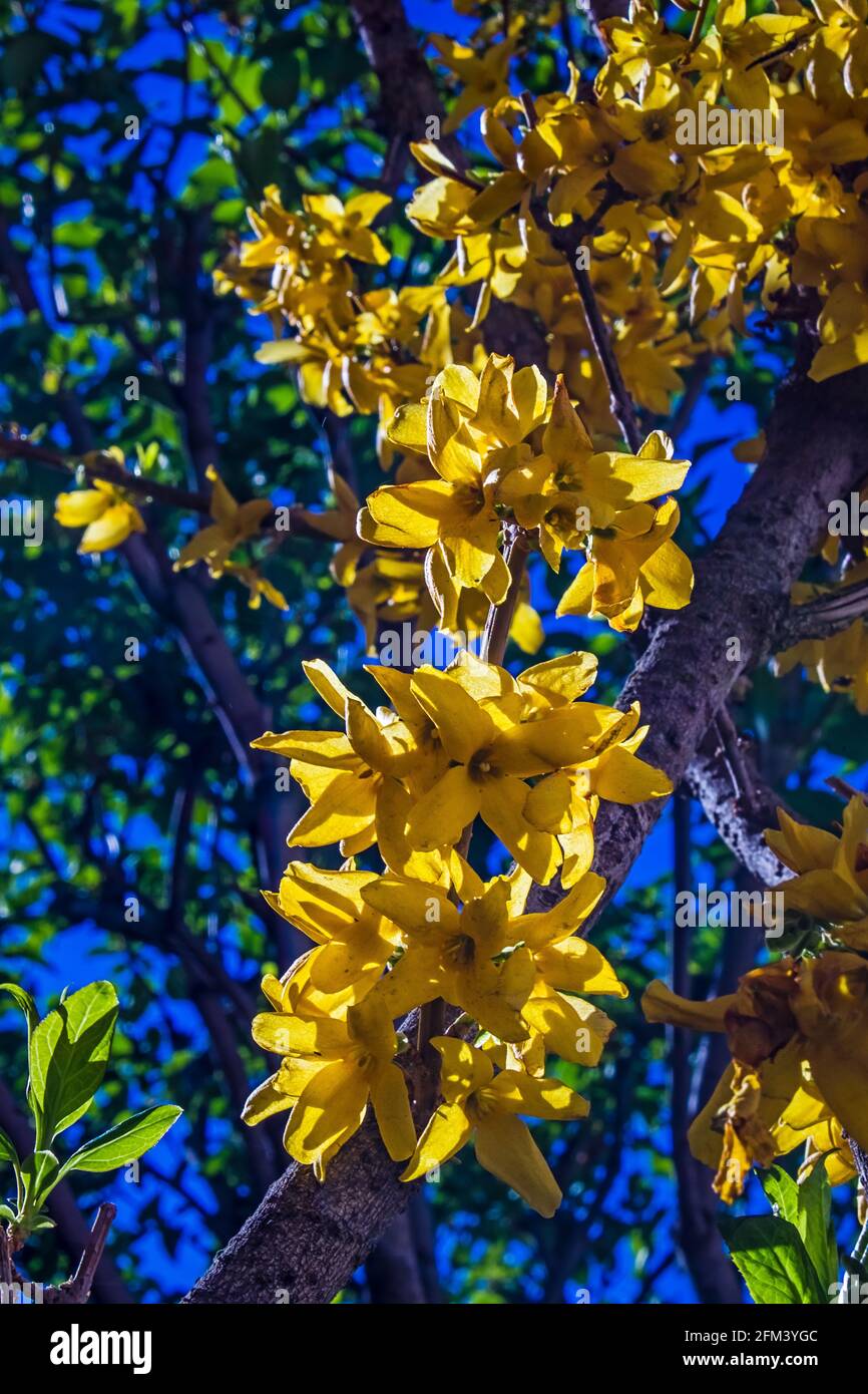 Looking up into a yellow blossoming forsythia bush to the blue spring sky Stock Photo