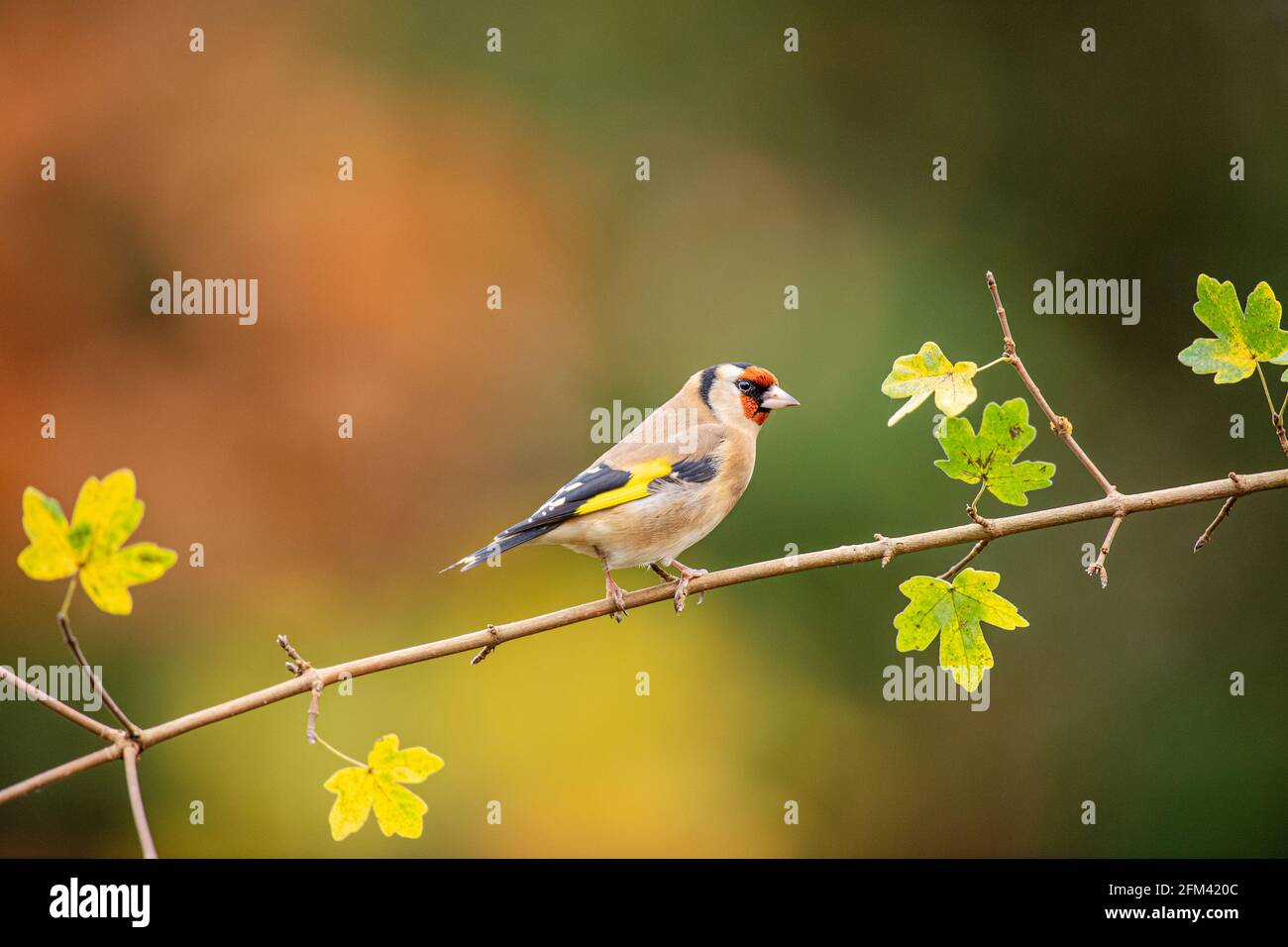 Goldfinch, Carduelis carduelis, Near Henfield, Sussex Stock Photo