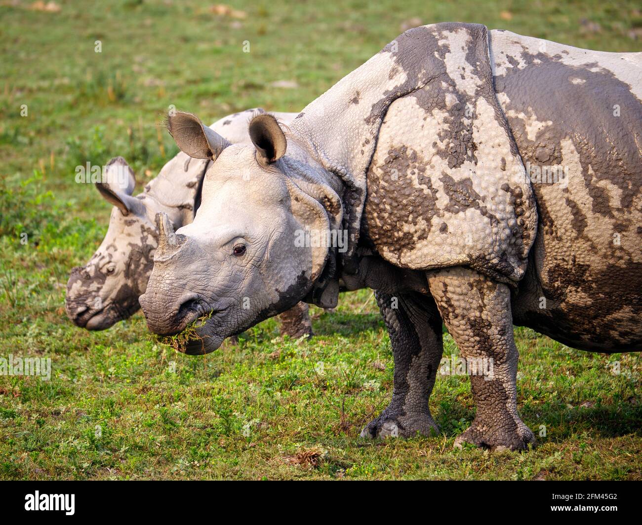 The Indian Rhinoceros Rhinoceros Unicornis The Indian Rhino Greater