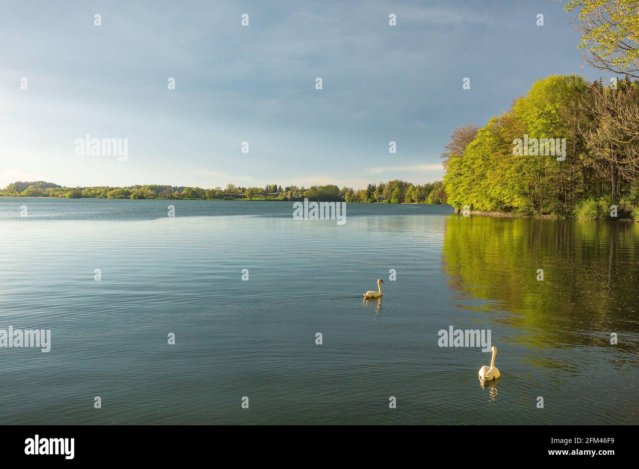 Beautiful view of white swans swimming in the lake Stock Photo - Alamy