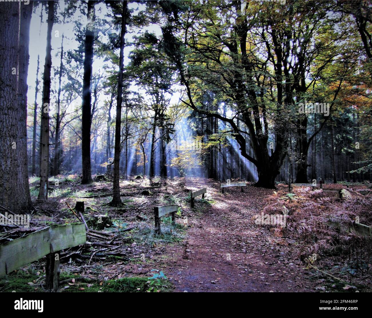 Herbst im Emsland / Autumn landscapes Stock Photo