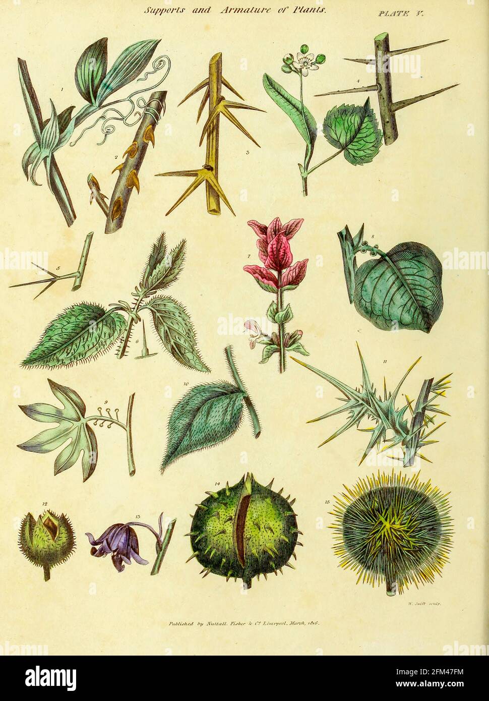 Supports and Armature of Plants from Vol 1 of the book The universal herbal : or botanical, medical and agricultural dictionary : containing an account of all known plants in the world, arranged according to the Linnean system. Specifying the uses to which they are or may be applied By Thomas Green,  Published in 1816 by Nuttall, Fisher & Co. in Liverpool and Printed at the Caxton Press by H. Fisher Stock Photo