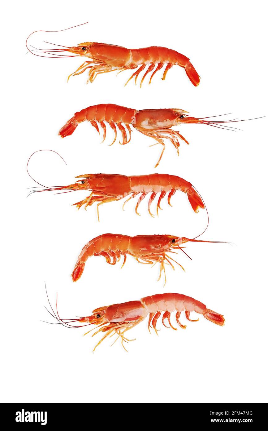 Five whole cooked shrimps vertically isolated on white Stock Photo - Alamy