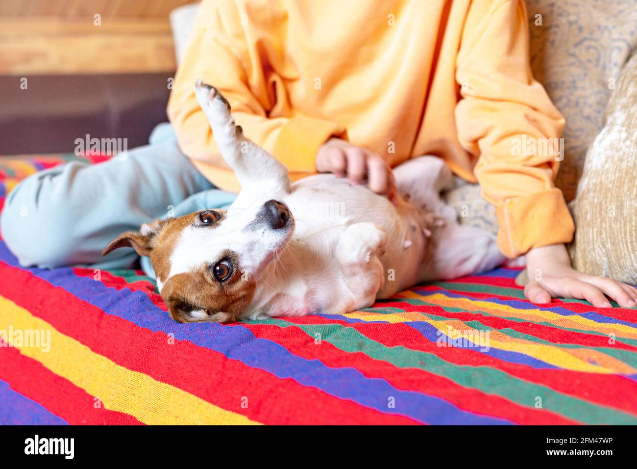 A child scratches the belly of a jack russell terrier dog lying on his back. Stock Photo