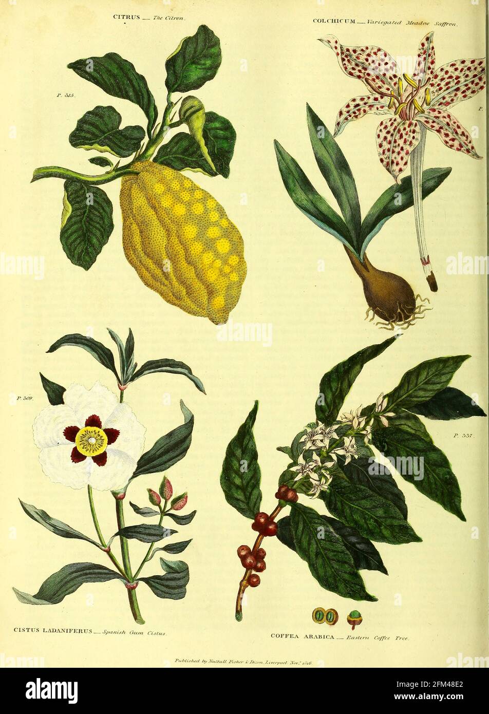Citrus [Citron] Colchicum [Variegated Meadow Saffron] Cistus landaniferus [Spanish Gum Cistus] Coffea Arabica [Eastern Coffee Tree] from Vol 1 of the book The universal herbal : or botanical, medical and agricultural dictionary : containing an account of all known plants in the world, arranged according to the Linnean system. Specifying the uses to which they are or may be applied By Thomas Green,  Published in 1816 by Nuttall, Fisher & Co. in Liverpool and Printed at the Caxton Press by H. Fisher Stock Photo