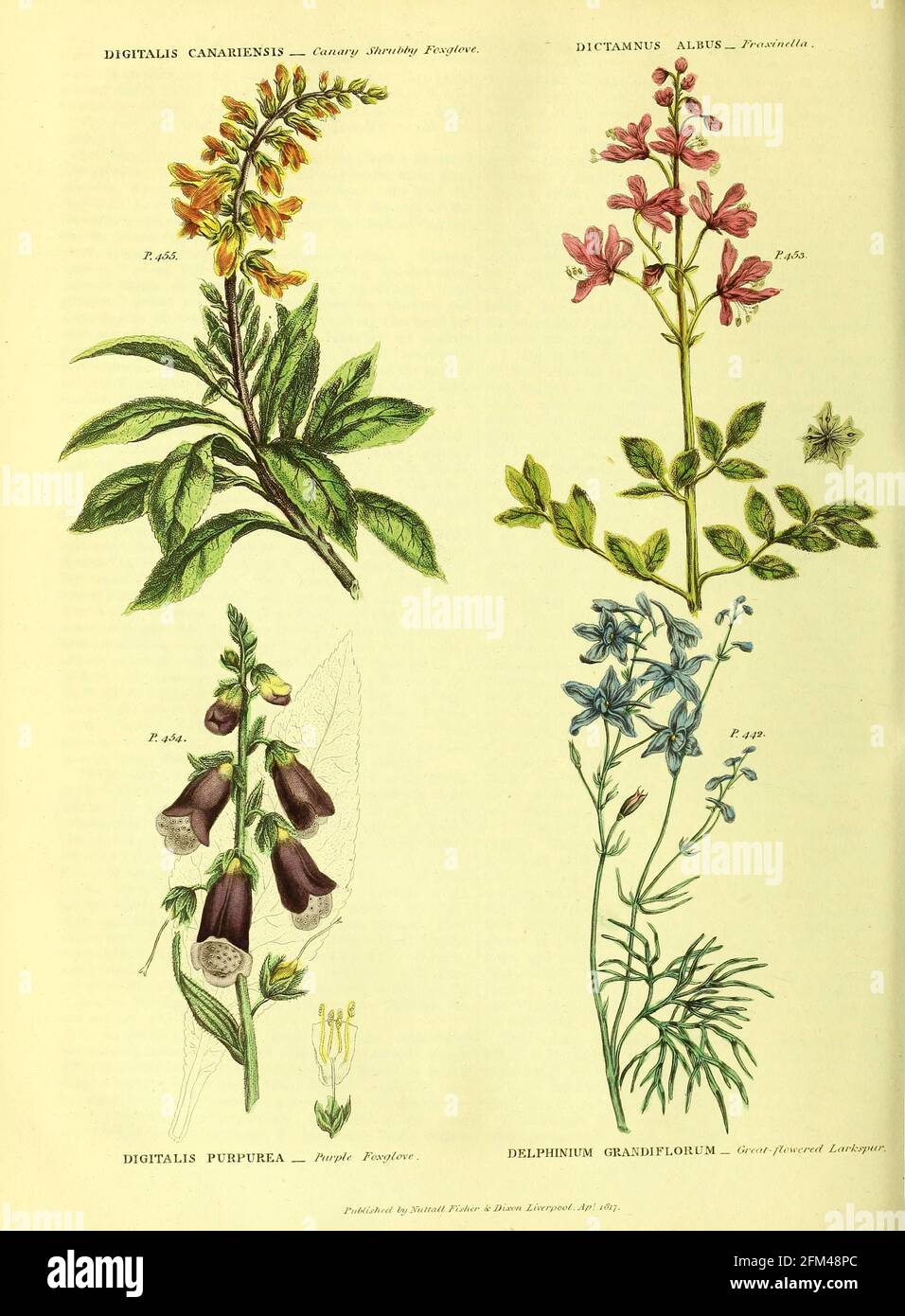 Digitalis canariensis [Canary shrubby foxglove], Dictamnus albus [fraxinella], Digitalis purpurea [Purple Foxglove], Delphinium grandiflorum [Great-flowered larkspur from Vol 1 of the book The universal herbal : or botanical, medical and agricultural dictionary : containing an account of all known plants in the world, arranged according to the Linnean system. Specifying the uses to which they are or may be applied By Thomas Green,  Published in 1816 by Nuttall, Fisher & Co. in Liverpool and Printed at the Caxton Press by H. Fisher Stock Photo