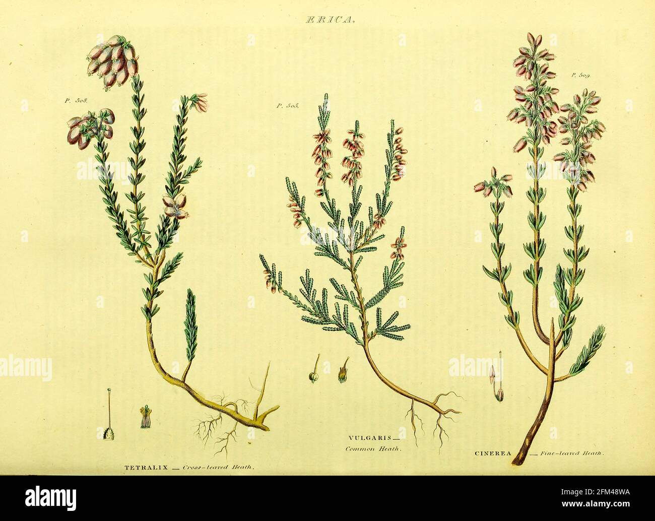 Erica tetralix [cross-leaved heath] Erica vulgaris [common heath] Erica cinerea [fine-leaved heath] from Vol 1 of the book The universal herbal : or botanical, medical and agricultural dictionary : containing an account of all known plants in the world, arranged according to the Linnean system. Specifying the uses to which they are or may be applied By Thomas Green,  Published in 1816 by Nuttall, Fisher & Co. in Liverpool and Printed at the Caxton Press by H. Fisher Stock Photo