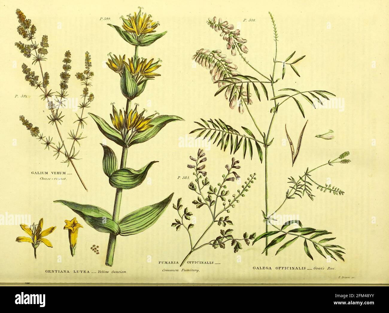 Galium verum [Cheese-rennet] Gentiana lutea [Yellow Gentian] Fumaria officinalis [common Fumitory] Galega officinalis [Goats Rue] from Vol 1 of the book The universal herbal : or botanical, medical and agricultural dictionary : containing an account of all known plants in the world, arranged according to the Linnean system. Specifying the uses to which they are or may be applied By Thomas Green,  Published in 1816 by Nuttall, Fisher & Co. in Liverpool and Printed at the Caxton Press by H. Fisher Stock Photo