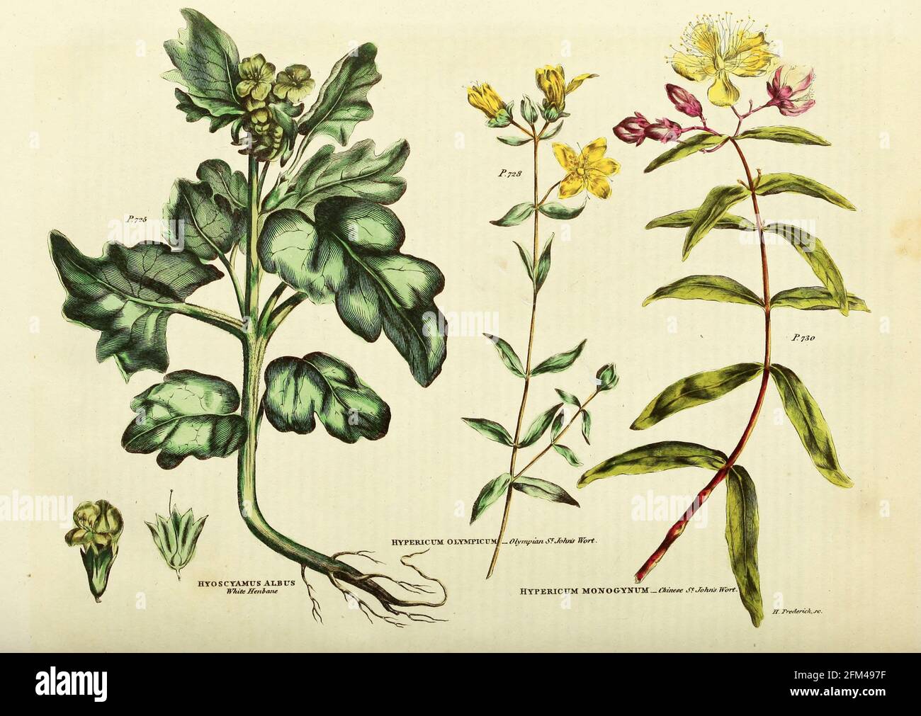 Hyoscyamus albus [White Henbane] Hypericum olympicum [Olympian St. John's Wort] Hypericum monogynum [Chinese St. John's Wort] from Vol 1 of the book The universal herbal : or botanical, medical and agricultural dictionary : containing an account of all known plants in the world, arranged according to the Linnean system. Specifying the uses to which they are or may be applied By Thomas Green,  Published in 1816 by Nuttall, Fisher & Co. in Liverpool and Printed at the Caxton Press by H. Fisher Stock Photo