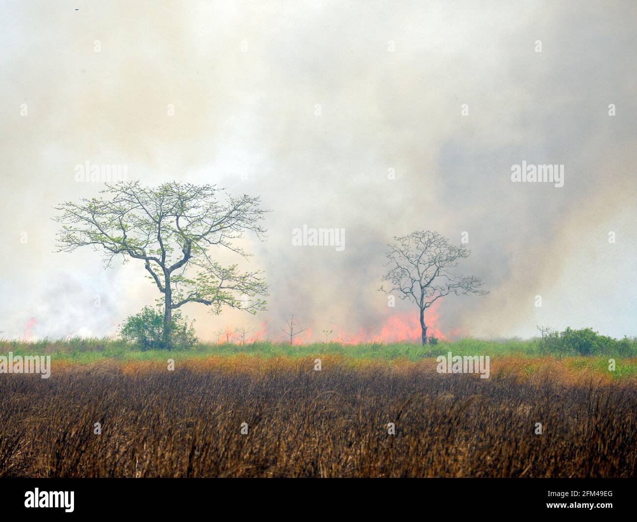 Elephant Grass Burning at Kaziranga National Park, Assam India for revival of fresh grass Stock Photo