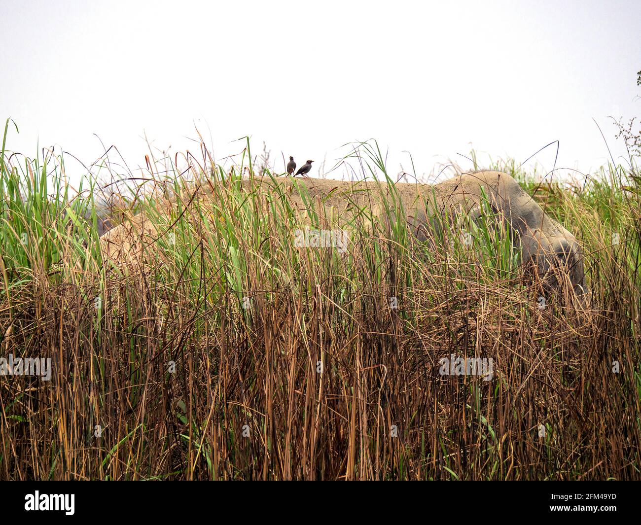 Tusker Wild Elephant in Elephant Grass in Forest at Kaziranga National Park, Assam, India with two birds sitting on him Stock Photo
