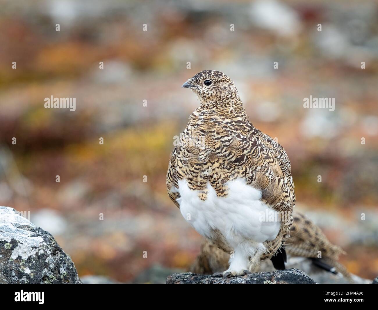 Svalbard Ptarmigan Hi res Stock Photography And Images Alamy Svalbard Ptarmigan Hi res Stock Photography And Images Alamy